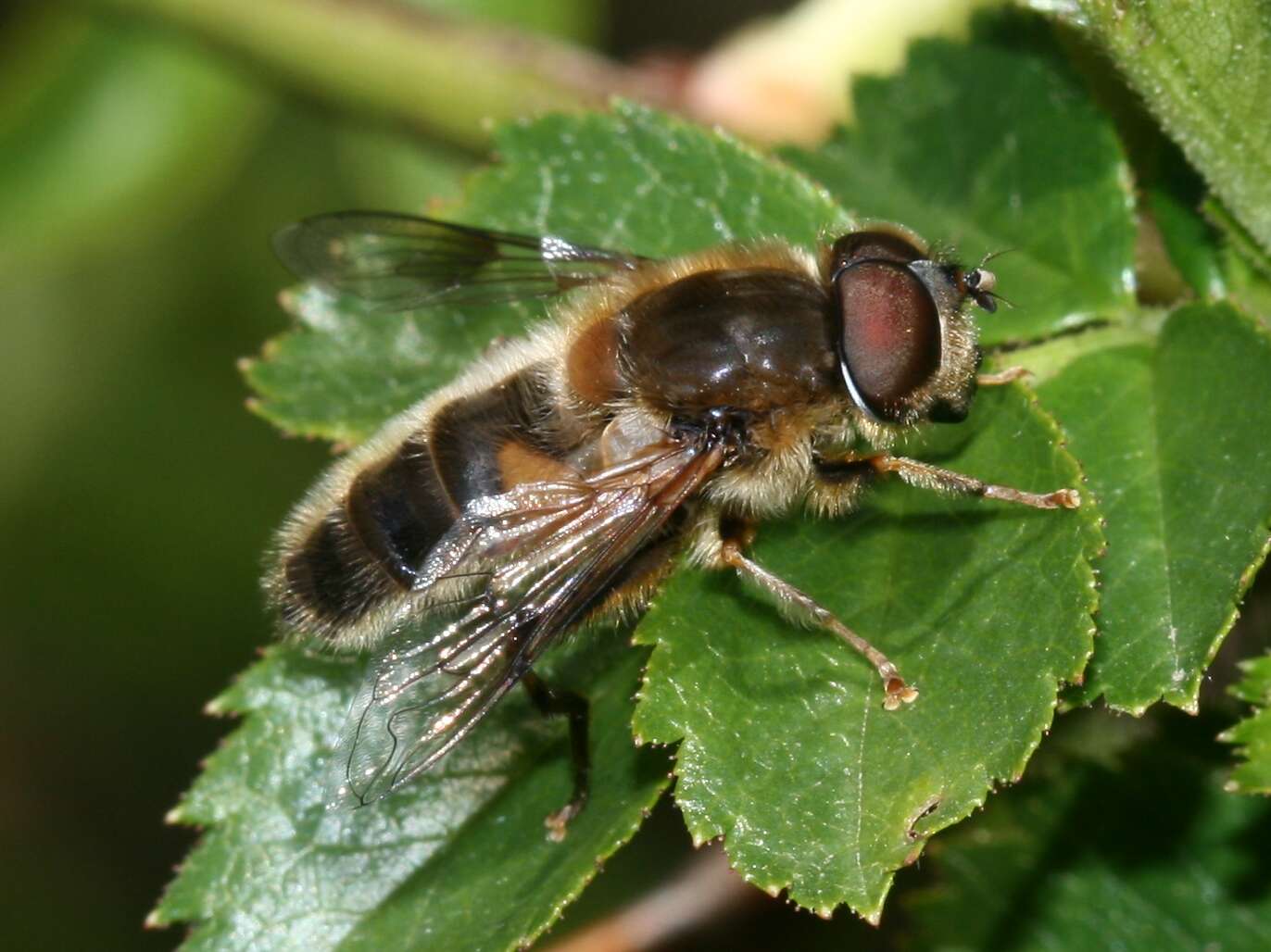 Image of Eristalis pertinax (Scopoli 1763)