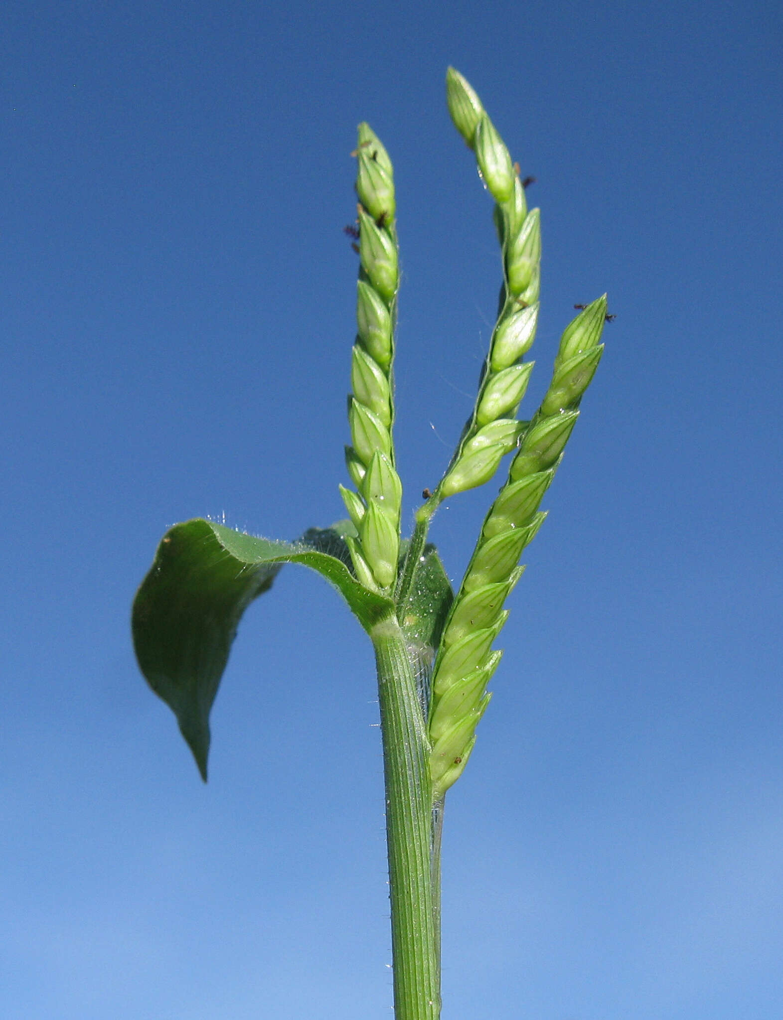 Image of panic liverseed grass