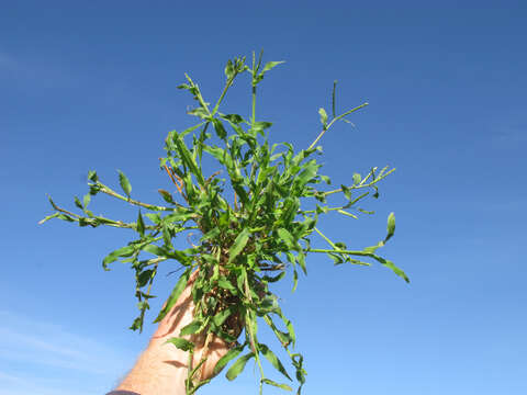 Image of panic liverseed grass