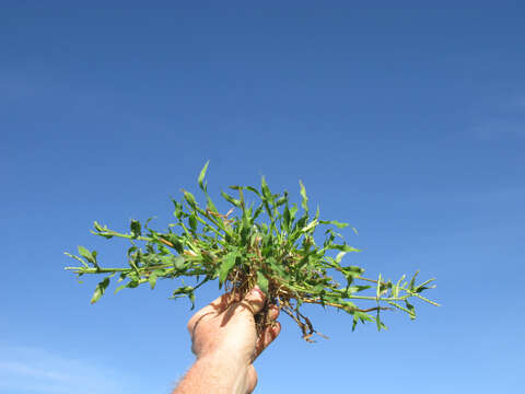 Image of panic liverseed grass