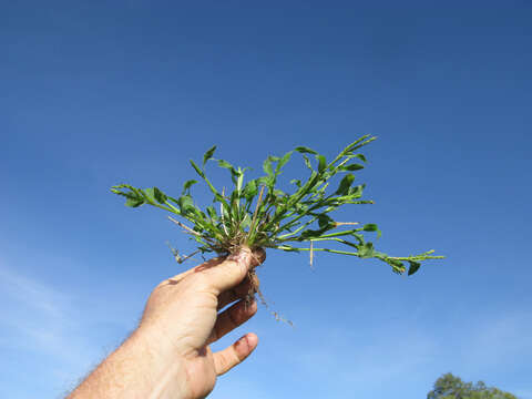 Image of panic liverseed grass