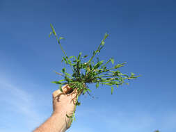 Image of panic liverseed grass