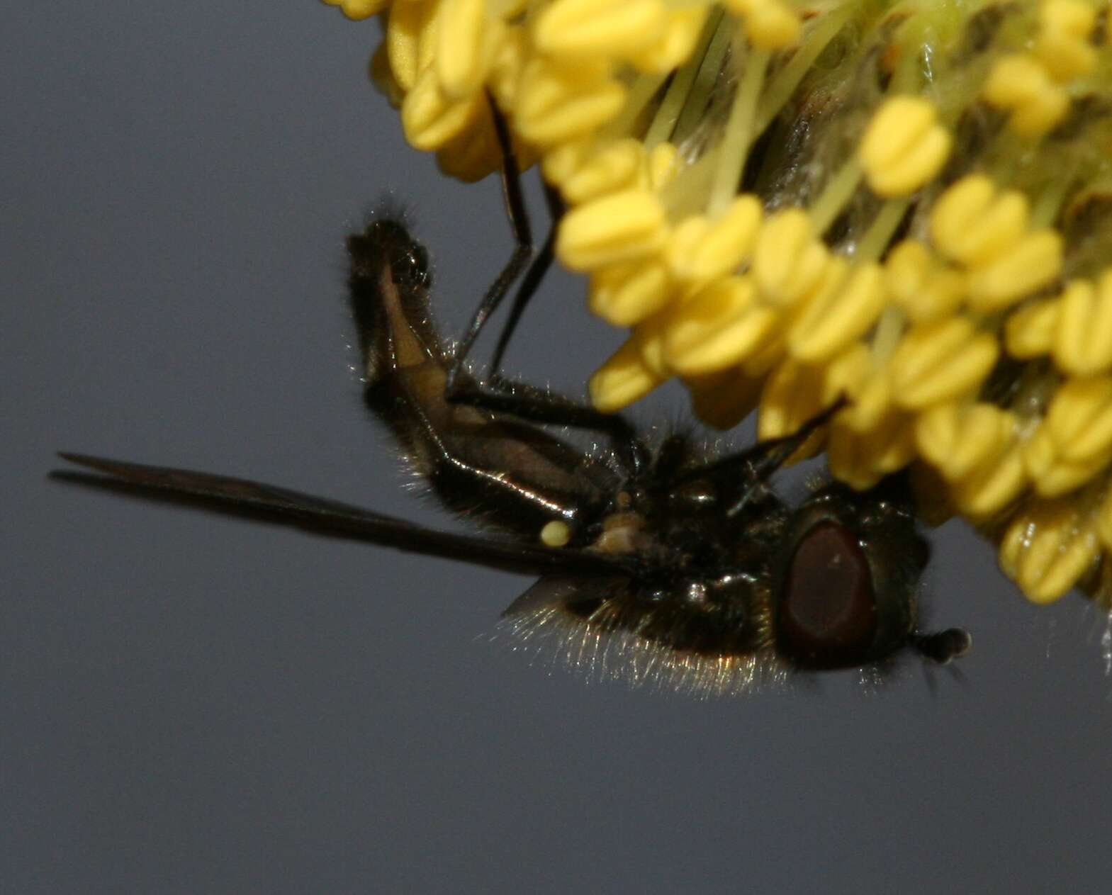 Image of Melangyna quadrimaculata (Verrall 1873)