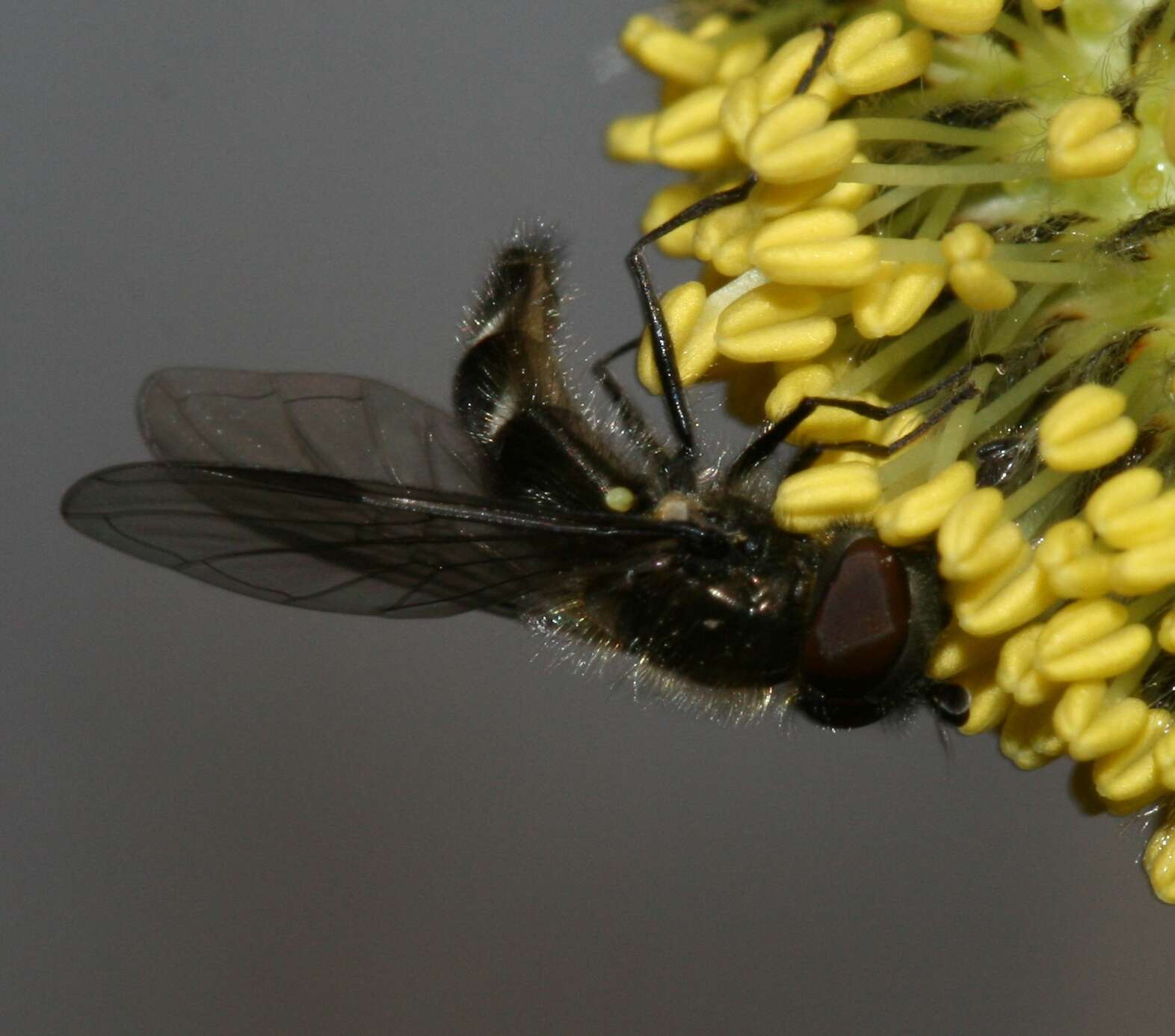 Image of Melangyna quadrimaculata (Verrall 1873)