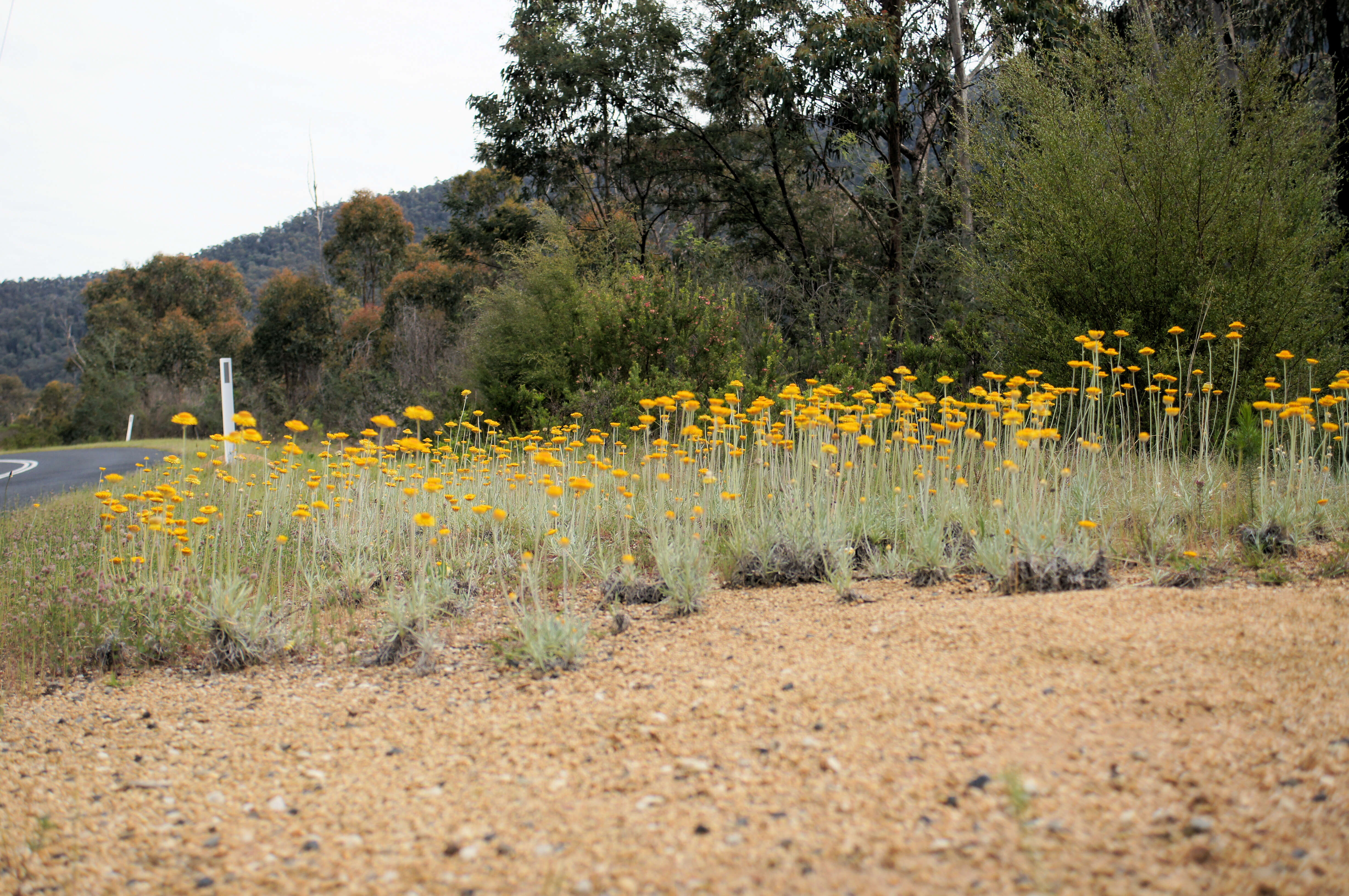 Слика од Leucochrysum albicans (A. Cunn.) P. G. Wilson