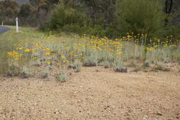 Слика од Leucochrysum albicans (A. Cunn.) P. G. Wilson