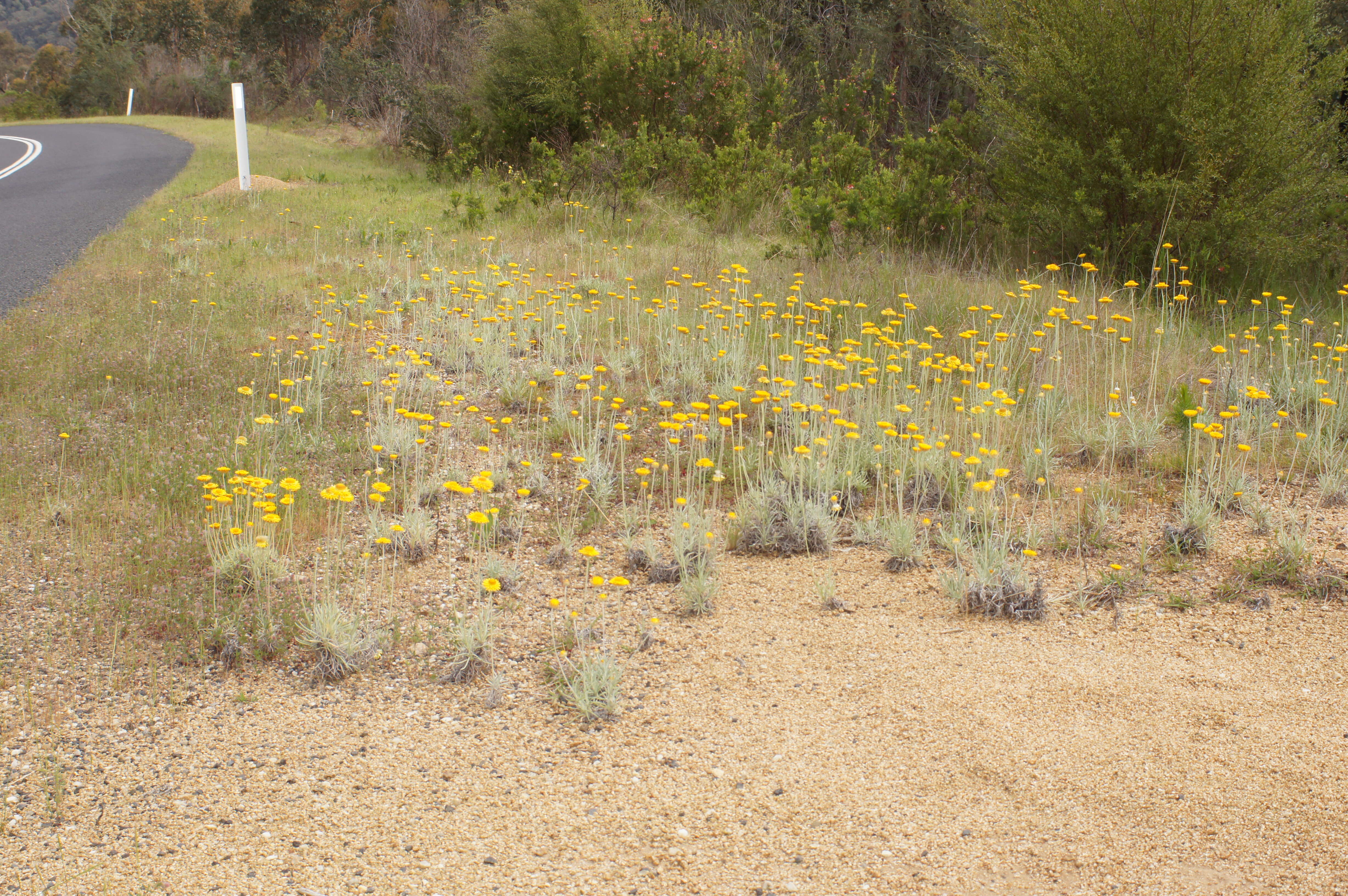 Слика од Leucochrysum albicans (A. Cunn.) P. G. Wilson