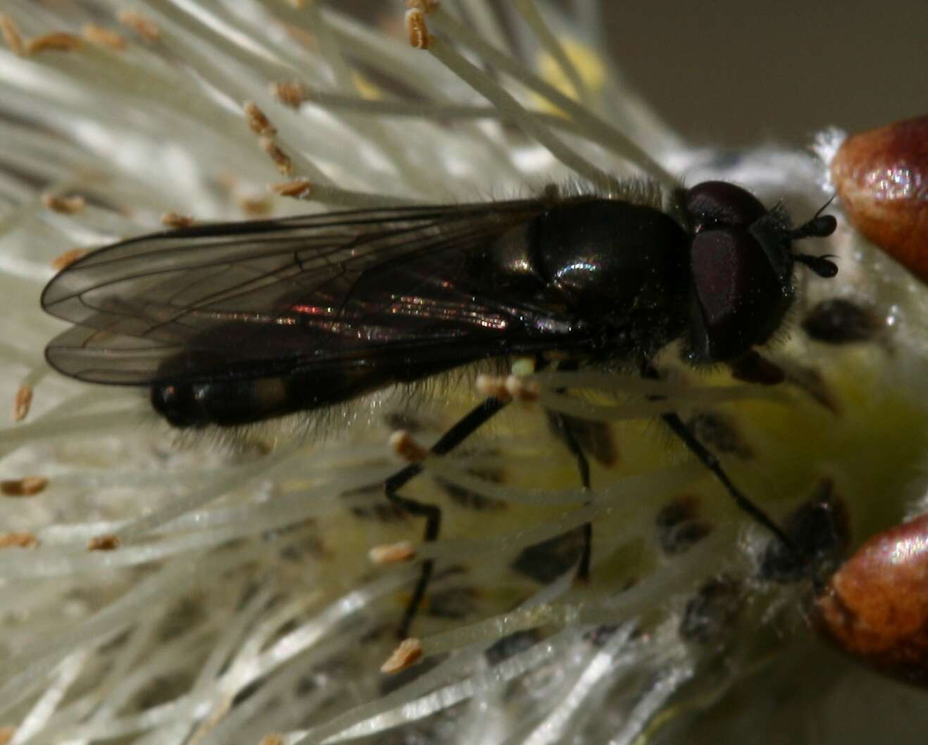 Image of Melangyna quadrimaculata (Verrall 1873)