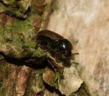 Image of European hardwood ambrosia beetle