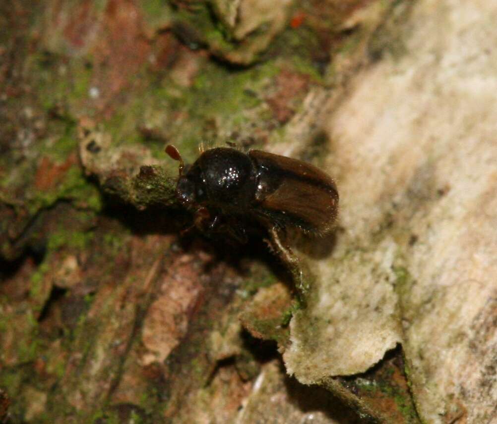 Image of European hardwood ambrosia beetle