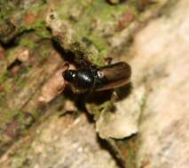 Image of European hardwood ambrosia beetle