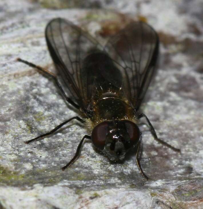 Image of Melangyna quadrimaculata (Verrall 1873)