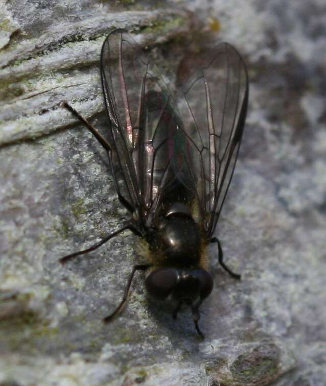 Image of Melangyna quadrimaculata (Verrall 1873)