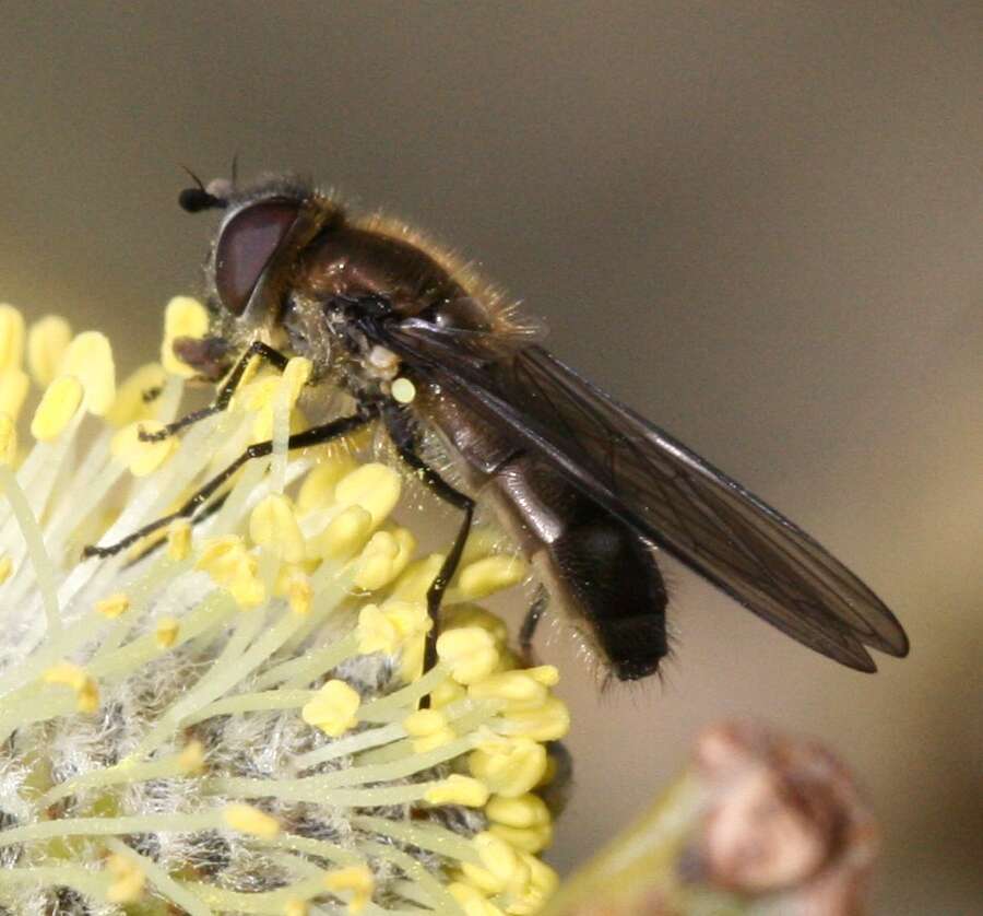 Image of Melangyna quadrimaculata (Verrall 1873)