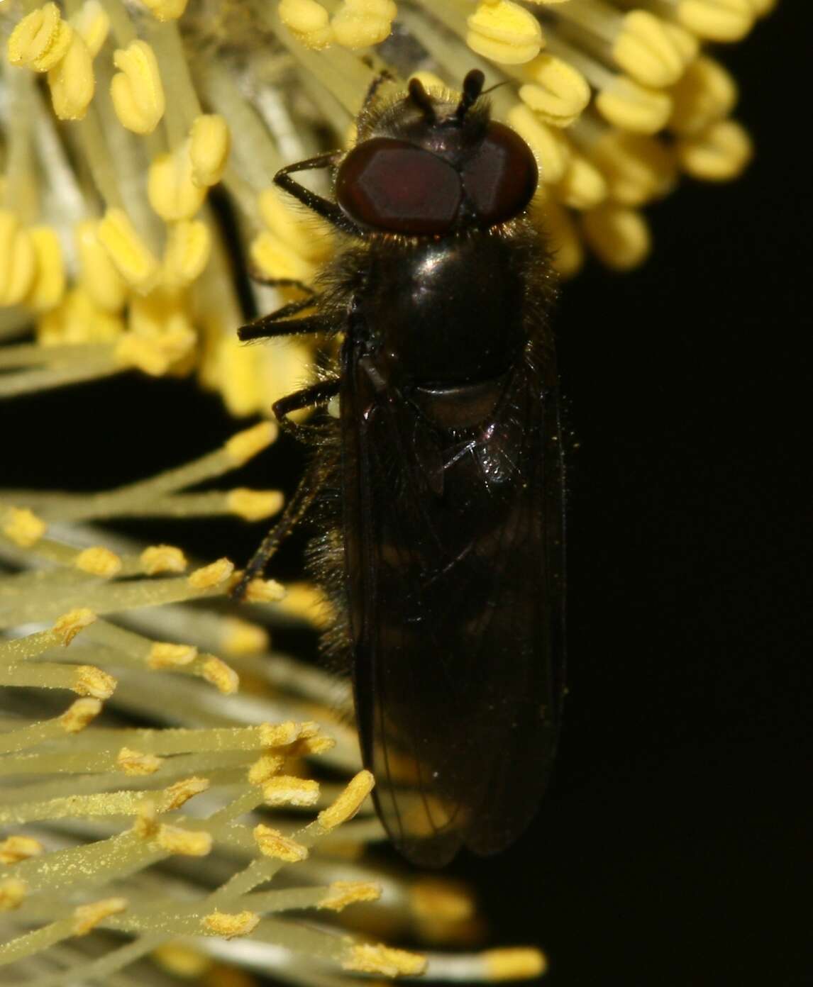 Image of Melangyna quadrimaculata (Verrall 1873)