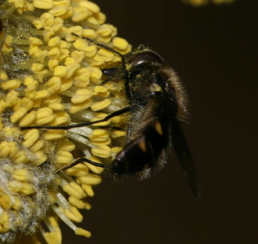 Image of Melangyna quadrimaculata (Verrall 1873)