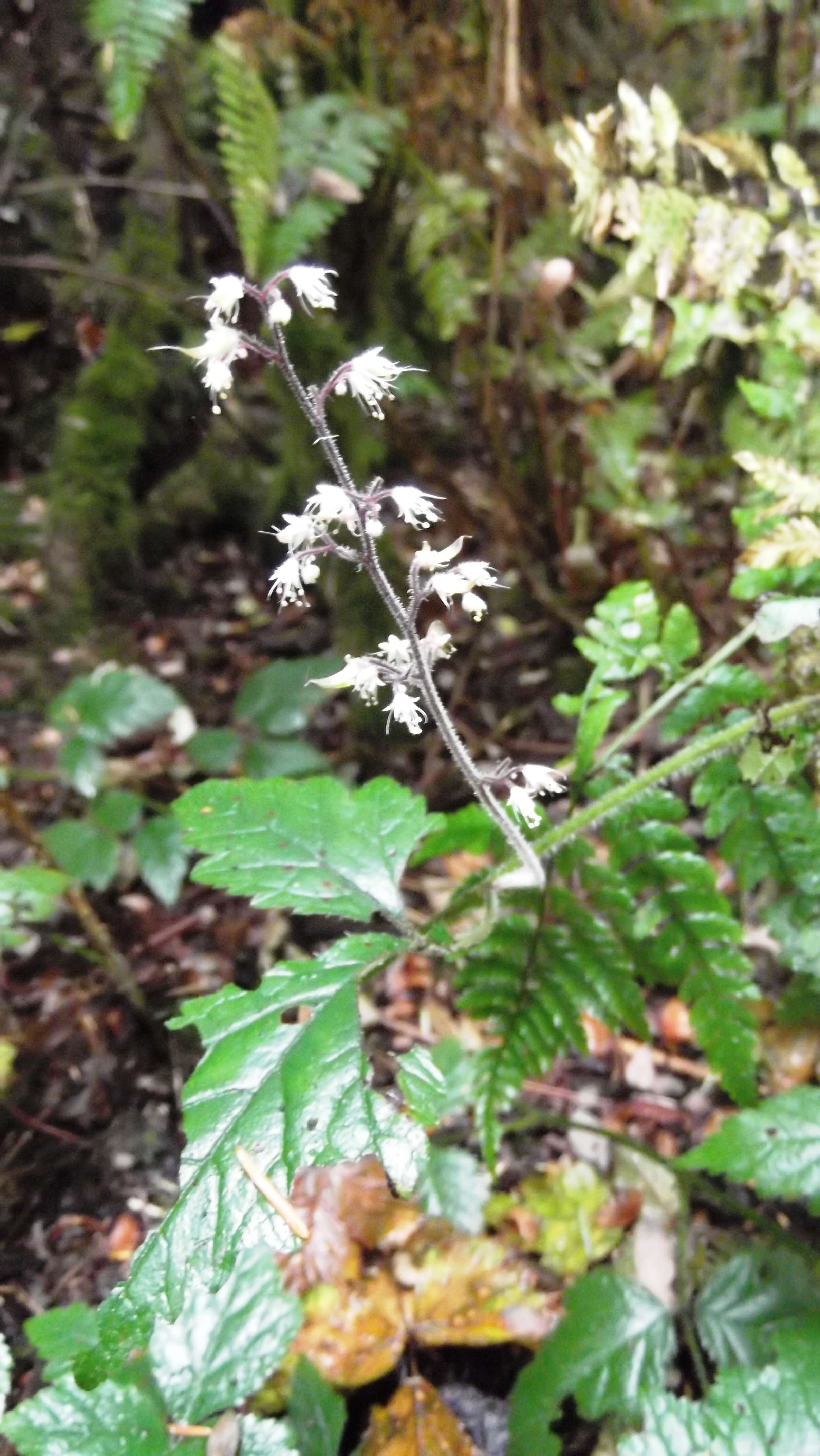 Image of threeleaf foamflower