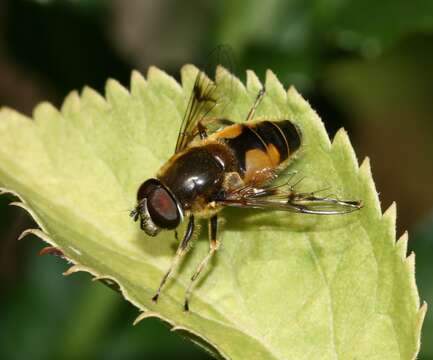 Image of <i>Eristalis horticola</i>