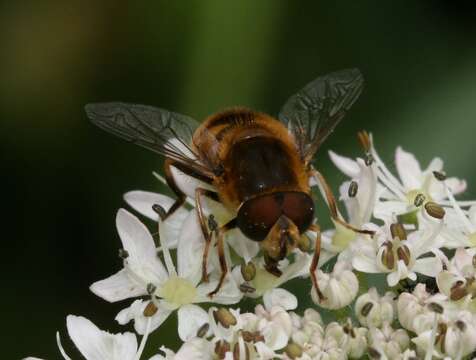 Image of <i>Eristalis nemorum</i>