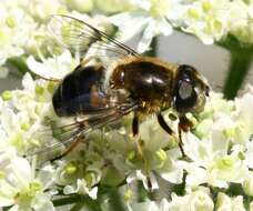 Image of Eristalis rupium Fabricius 1805