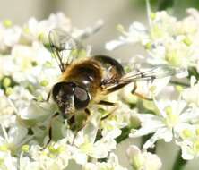 Image of Eristalis rupium Fabricius 1805