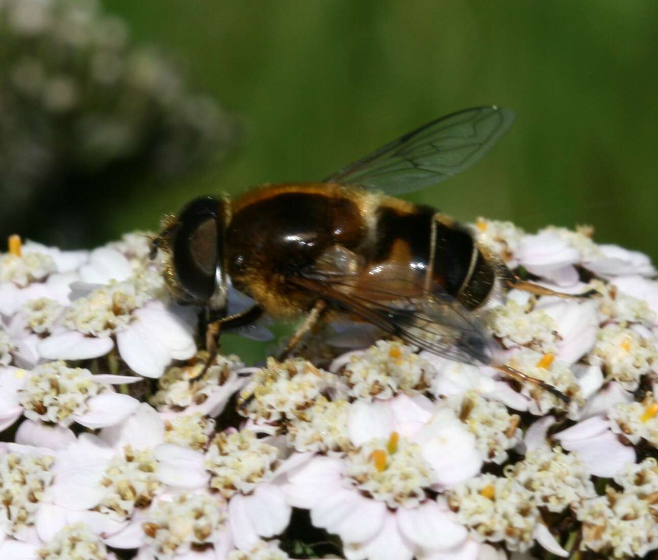 Image of Eristalis rupium Fabricius 1805