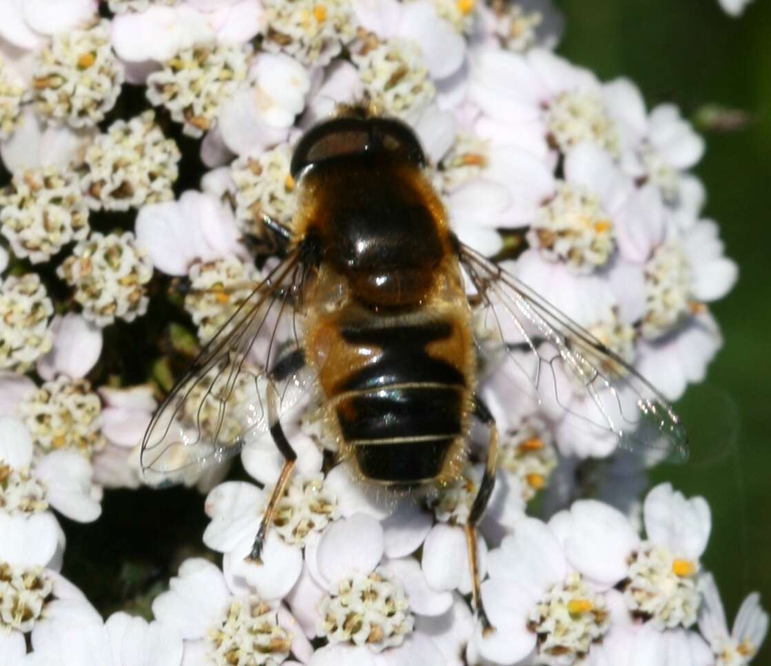 Image of Eristalis rupium Fabricius 1805