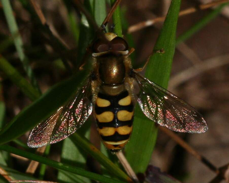 Image of Eupeodes corollae (Fabricius 1794)