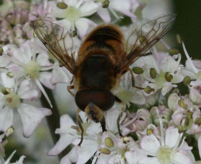 صورة <i>Eristalis nemorum</i>