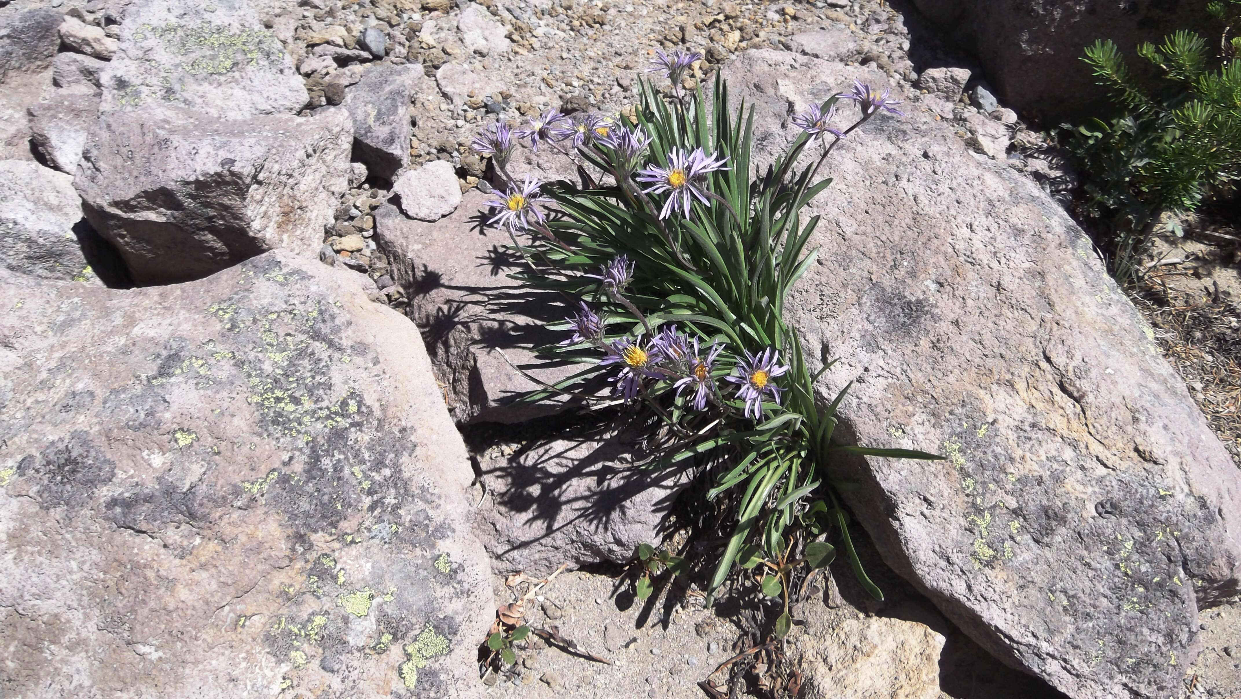 Image of tundra aster