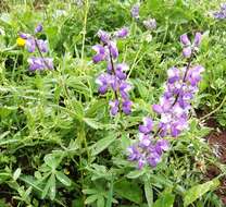 Image of broadleaf lupine