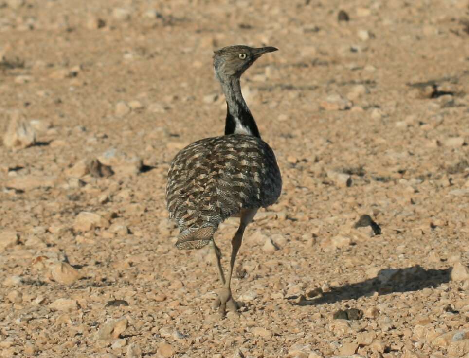 Image of Chlamydotis undulata fuertaventurae (Rothschild & Hartert 1894)