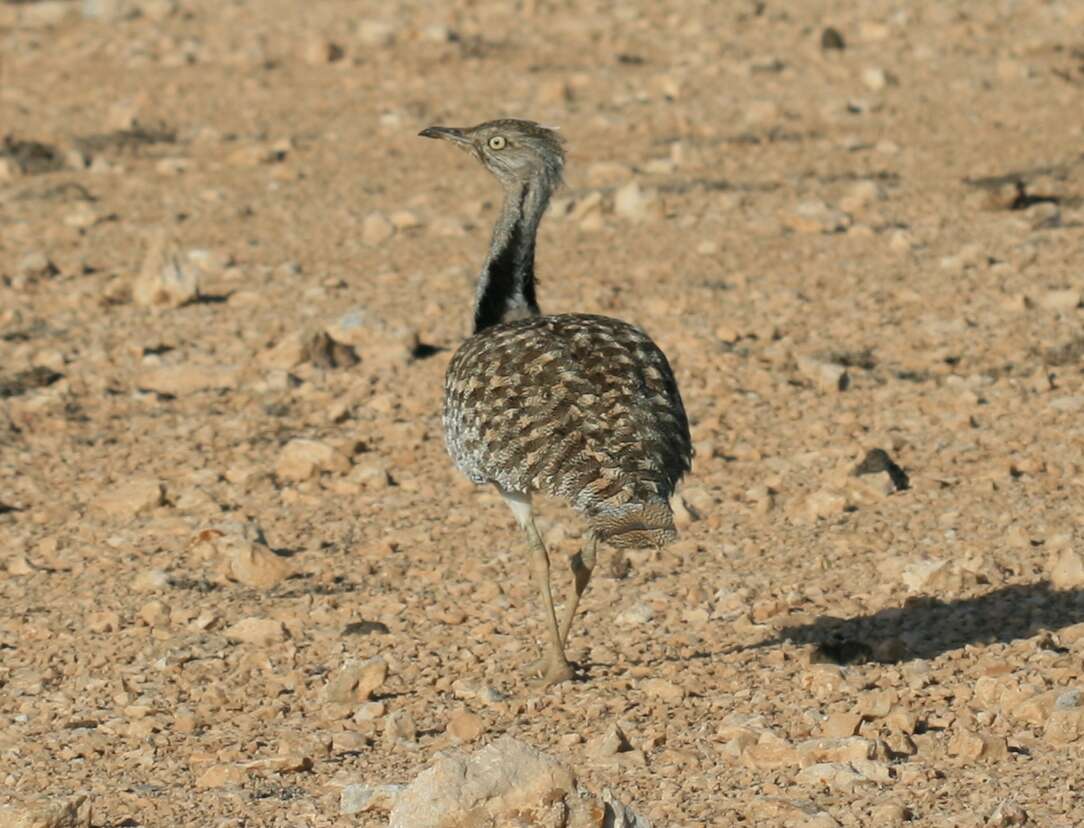 Image of Chlamydotis undulata fuertaventurae (Rothschild & Hartert 1894)