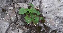 Image of crevice alumroot