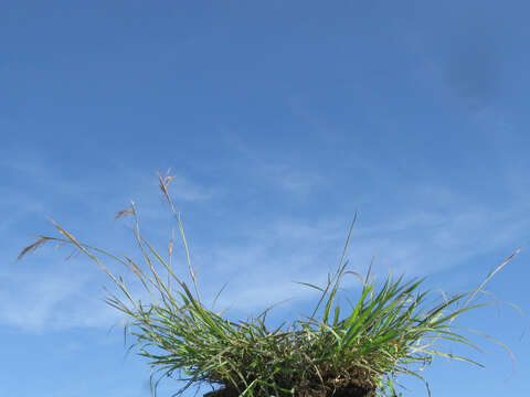 Image of Angleton bluestem