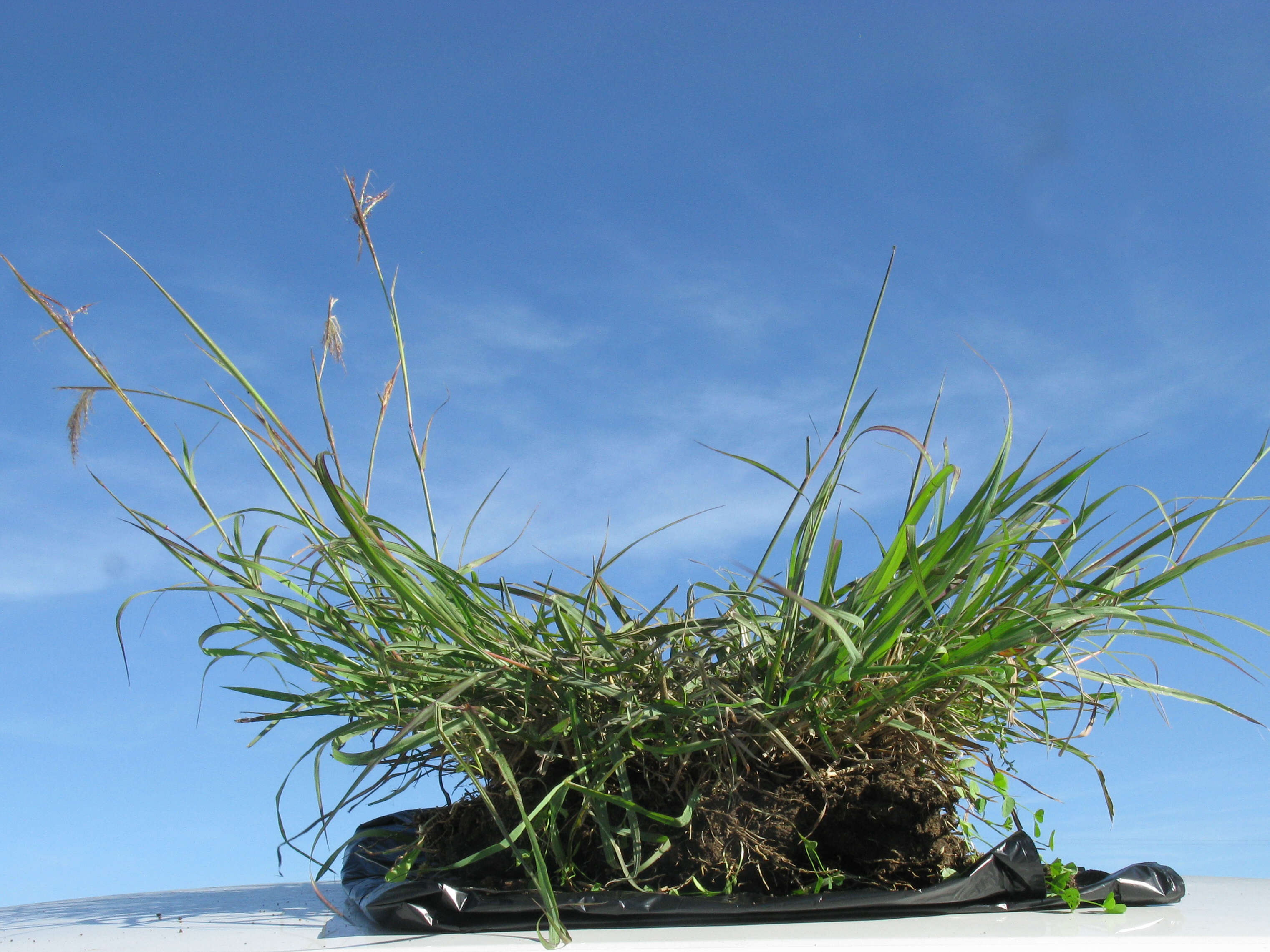 Image of Angleton bluestem