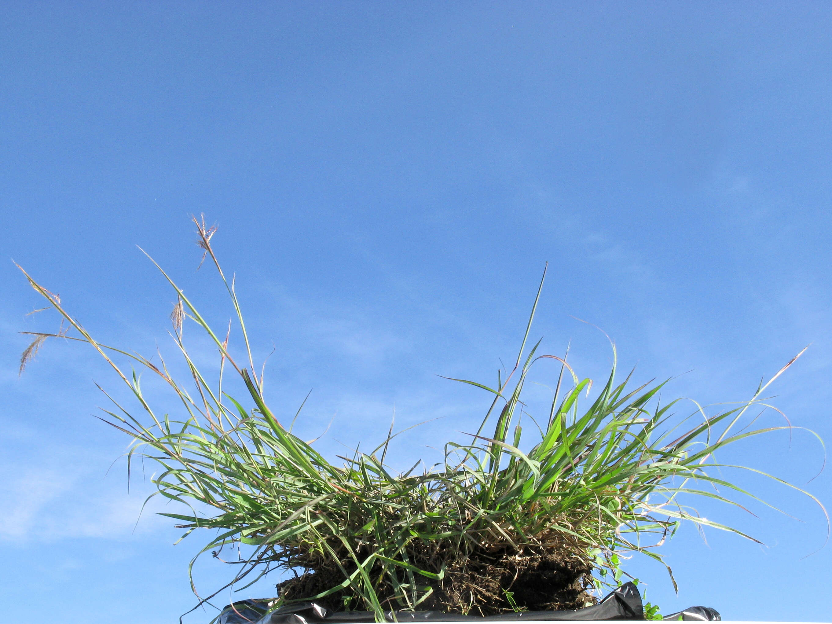 Image of Angleton bluestem