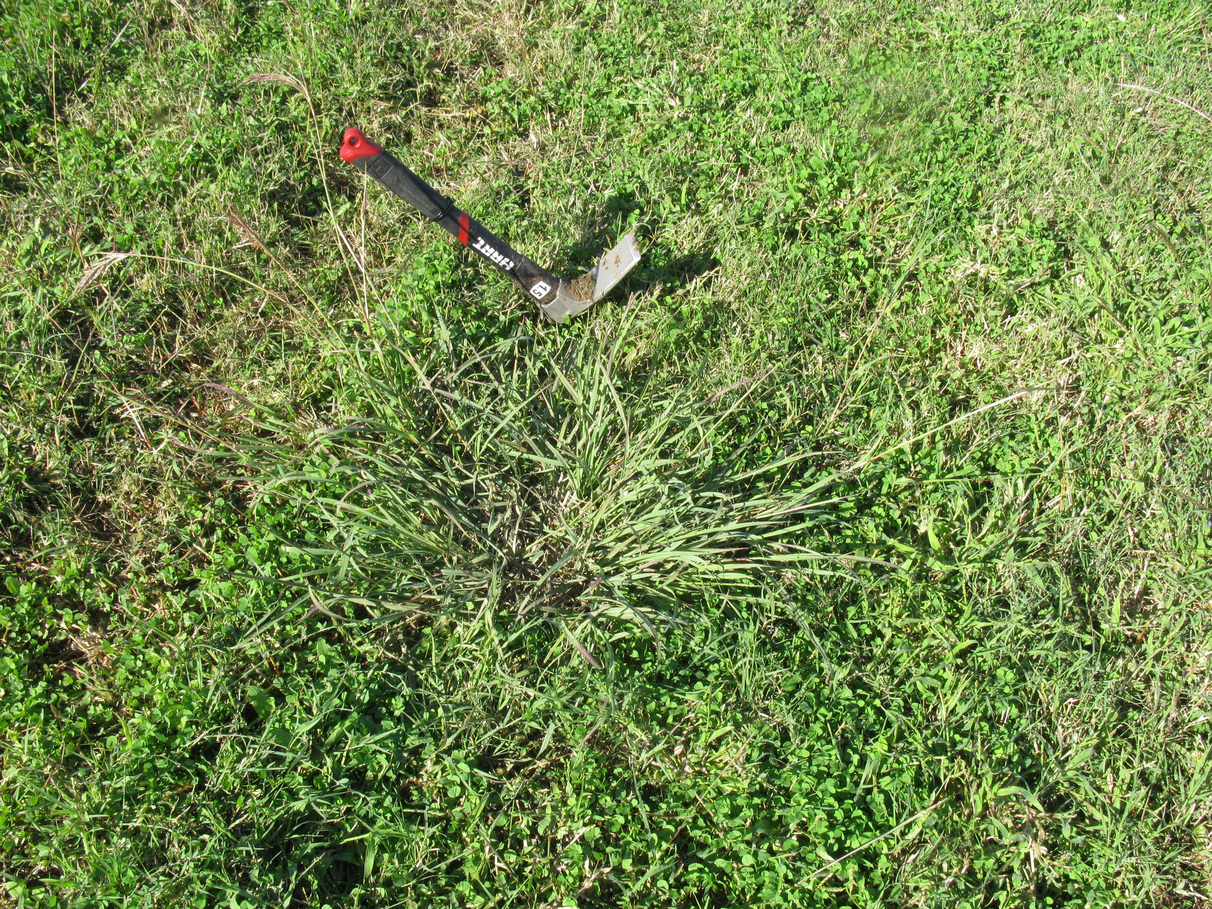 Image of Angleton bluestem