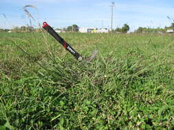 Image of Angleton bluestem