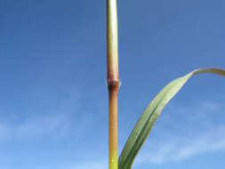 Image of Angleton bluestem