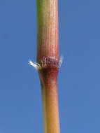 Image of Angleton bluestem