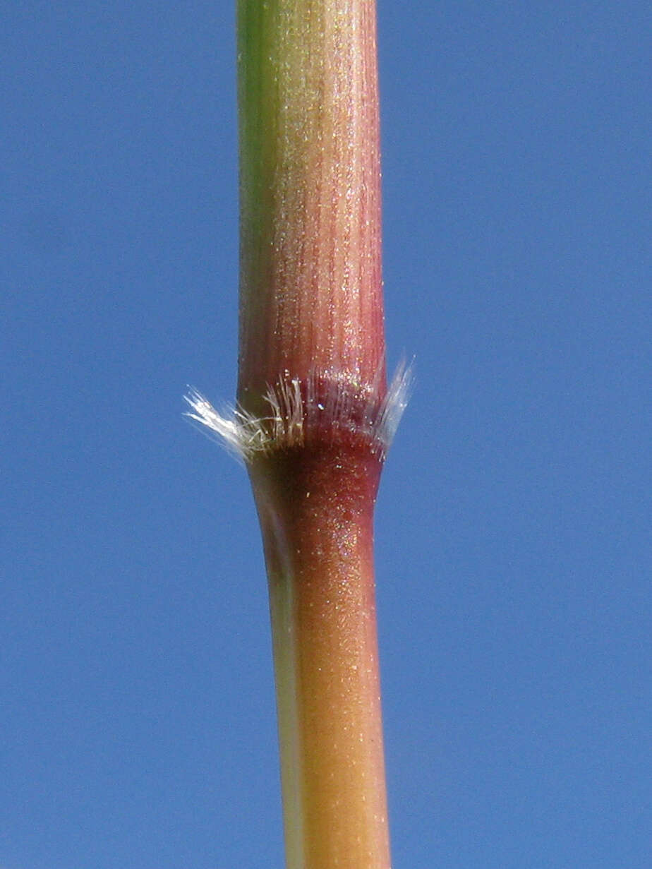 Image of Angleton bluestem