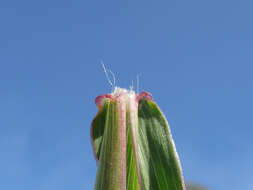 Image of Angleton bluestem