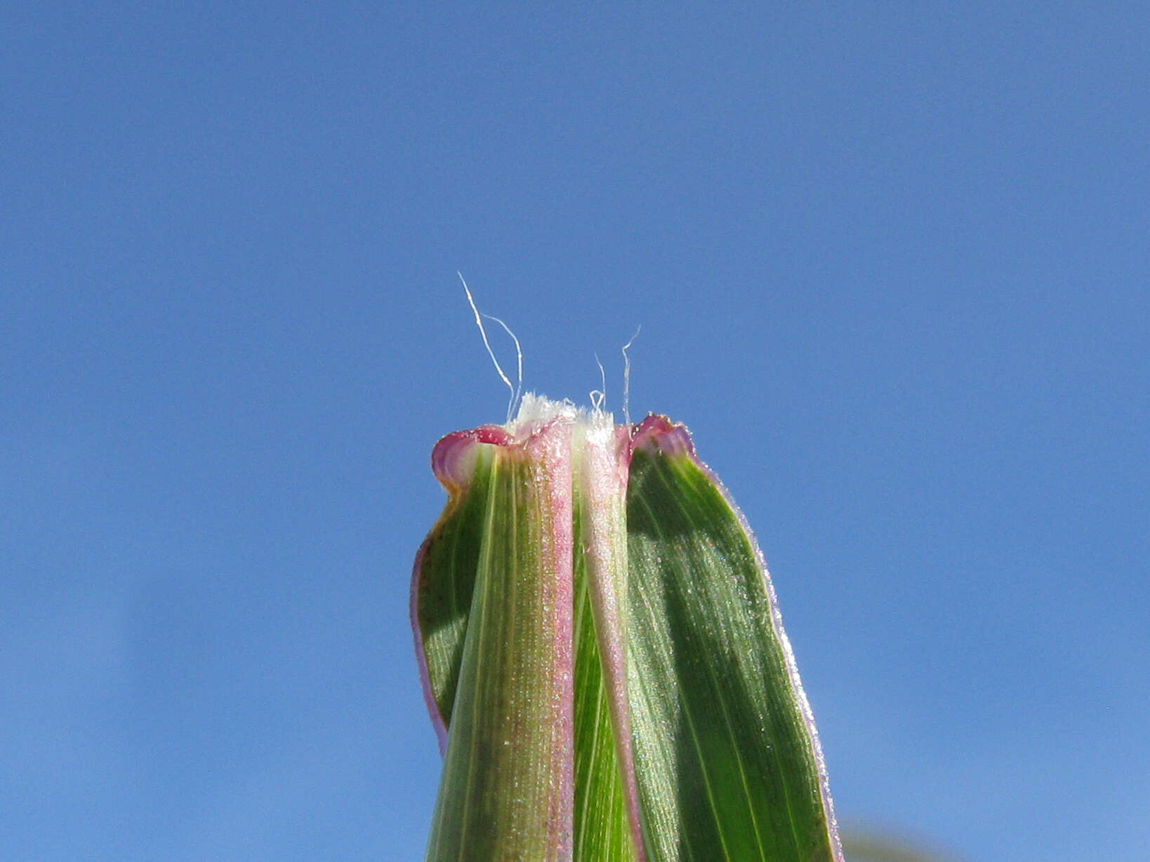 Image of Angleton bluestem