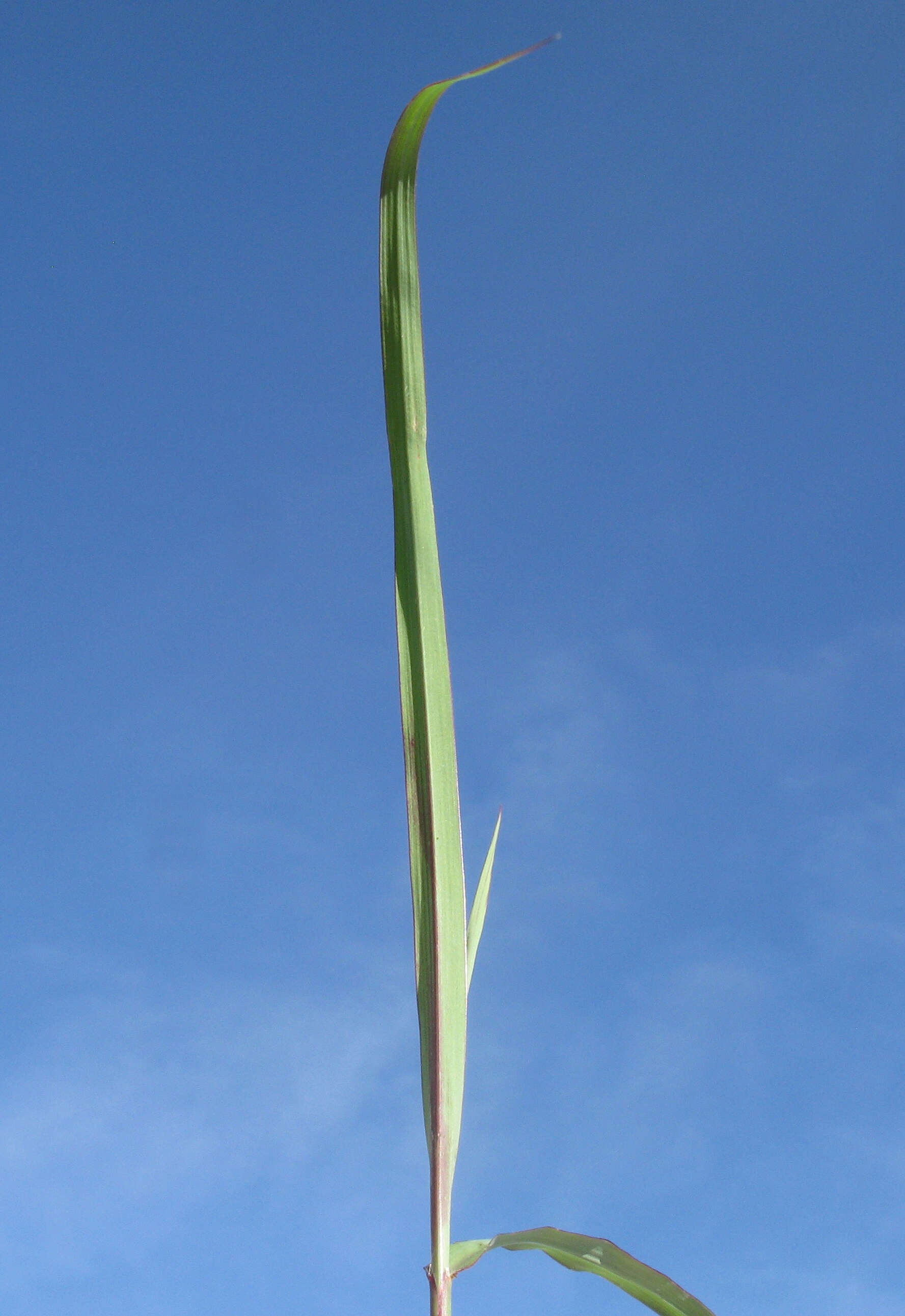 Image of Angleton bluestem