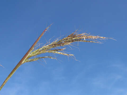 Image of Angleton bluestem