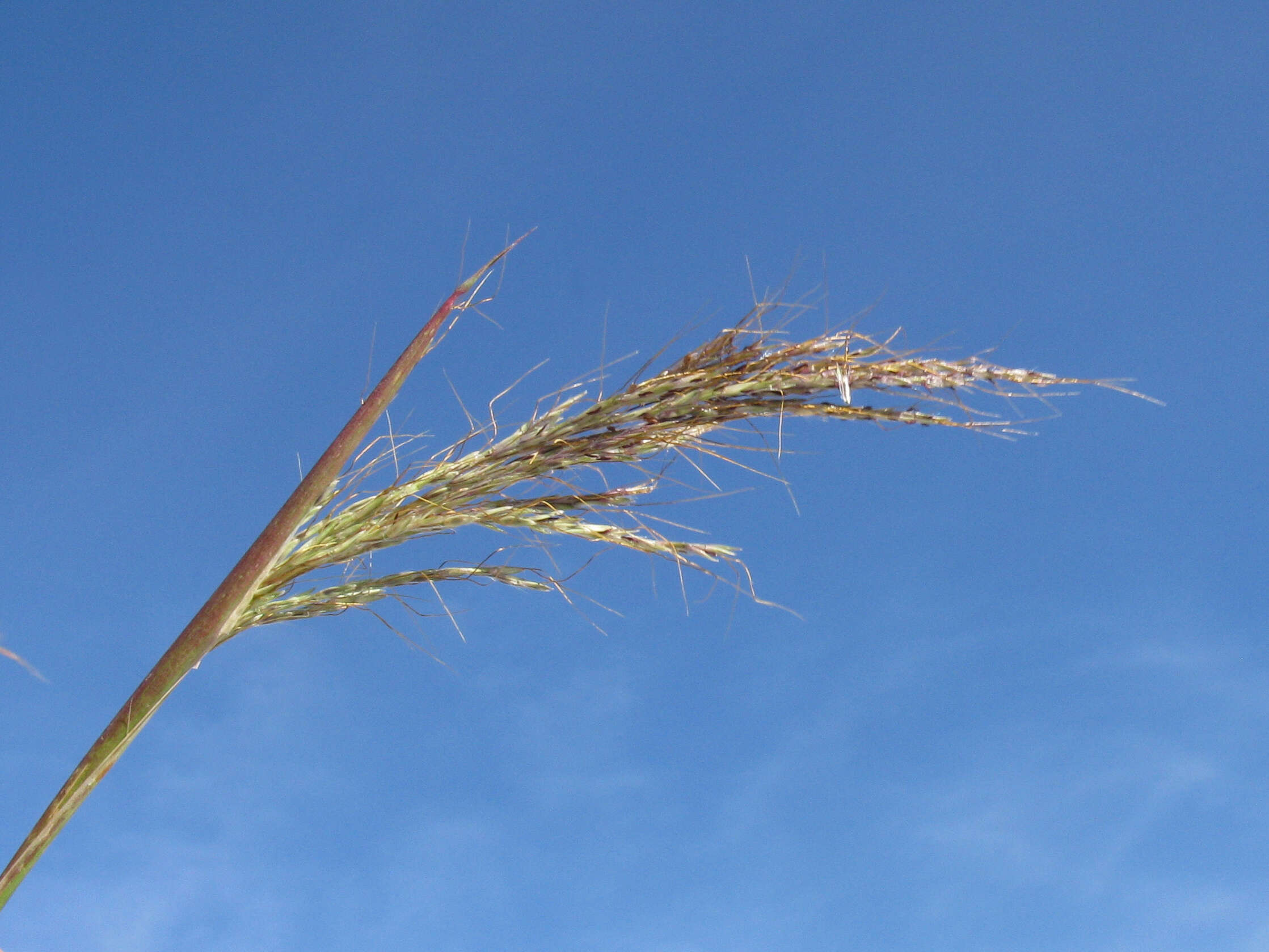 Image of Angleton bluestem