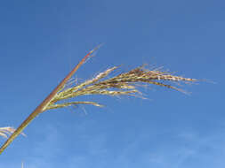 Image of Angleton bluestem