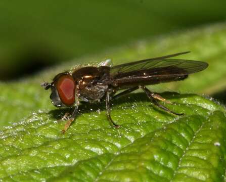 Image of <i>Platycheirus albimanus</i>