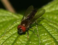 Image of <i>Platycheirus albimanus</i>